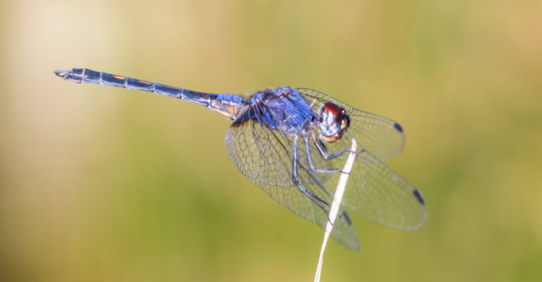 8 Plants California Gardeners Can Grow To Attract Dragonflies