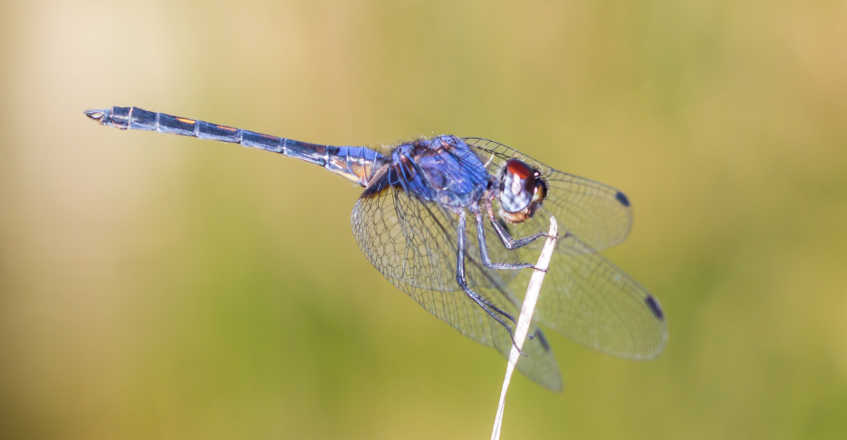 8 Plants California Gardeners Can Grow To Attract Dragonflies