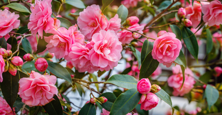 plant (featured image)