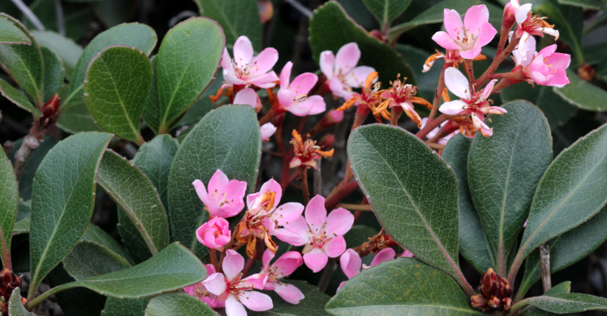 plant (featured image)