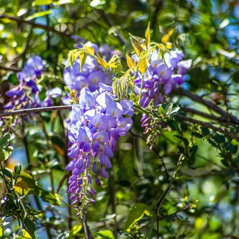 Wisteria Loses Most Blooms If Pruned Before Spring Flowering
