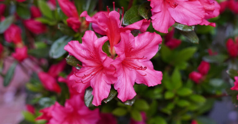 plant (featured image)