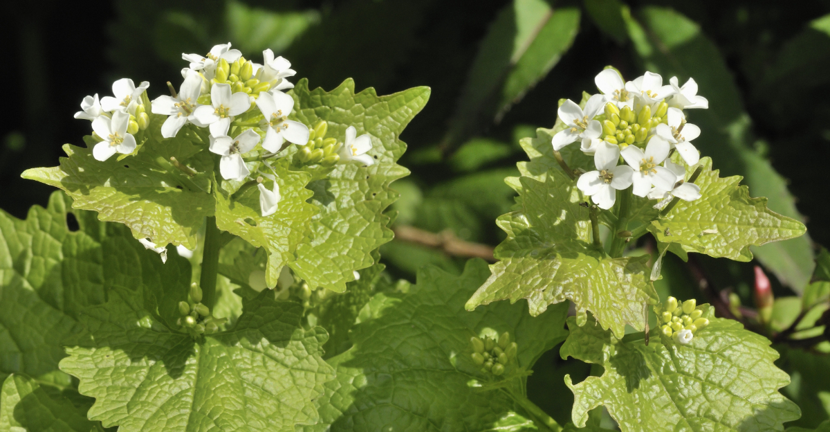 8 Plants Ohio Gardeners Often Regret Planting