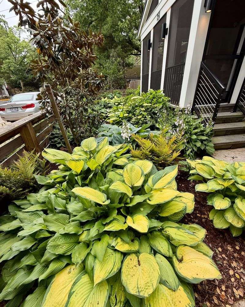 Hostas