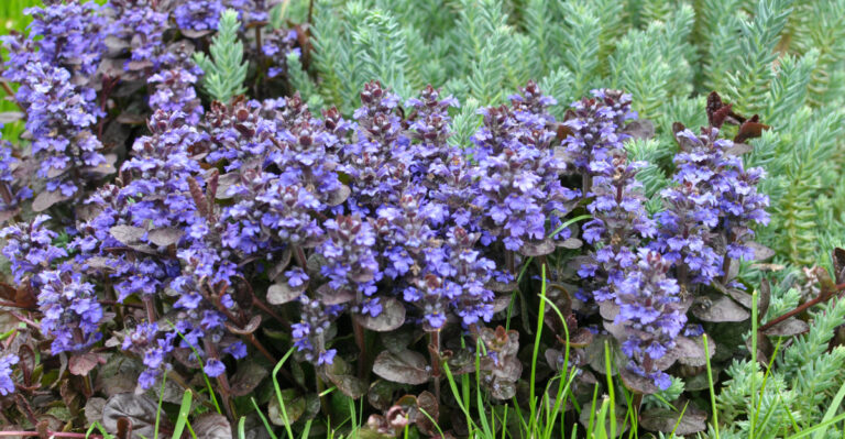 plant (featured image)