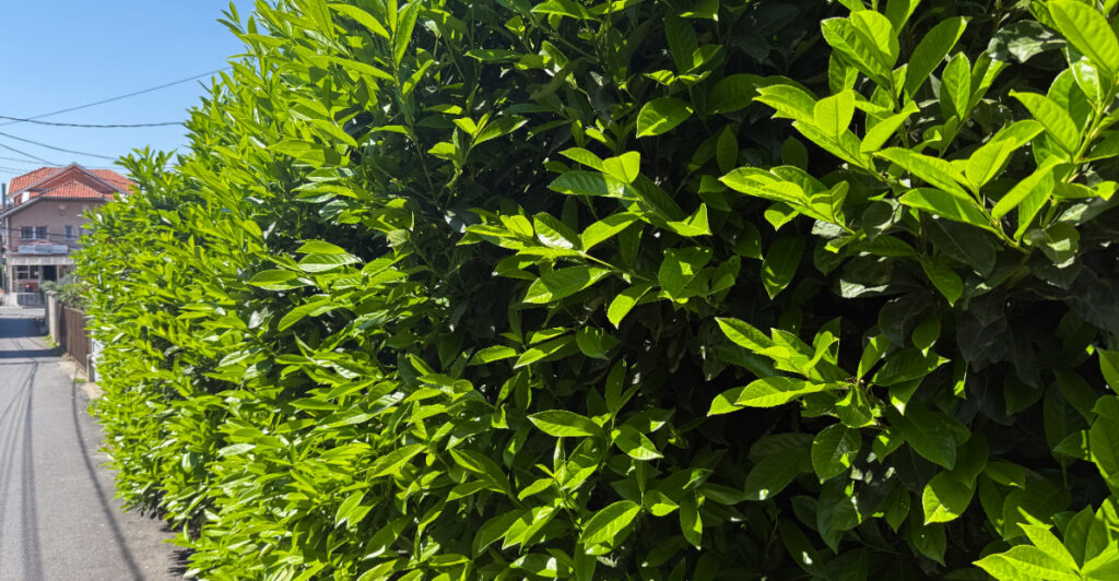 8 Plants That Give Your Georgia Yard Privacy Without Fences