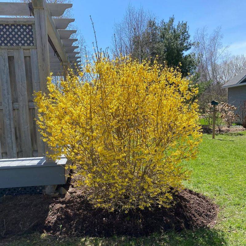 Forsythia Signals Spring With Golden Blooms