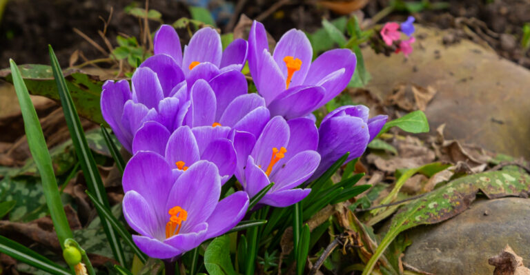 8 Plants That Predict Spring Before Oregon Weather Reports