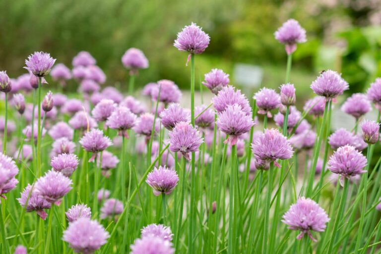 chives