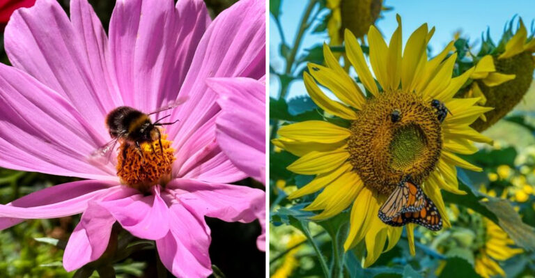 8 Pollinator Plants Georgia Gardeners Start From Seed In Early Spring