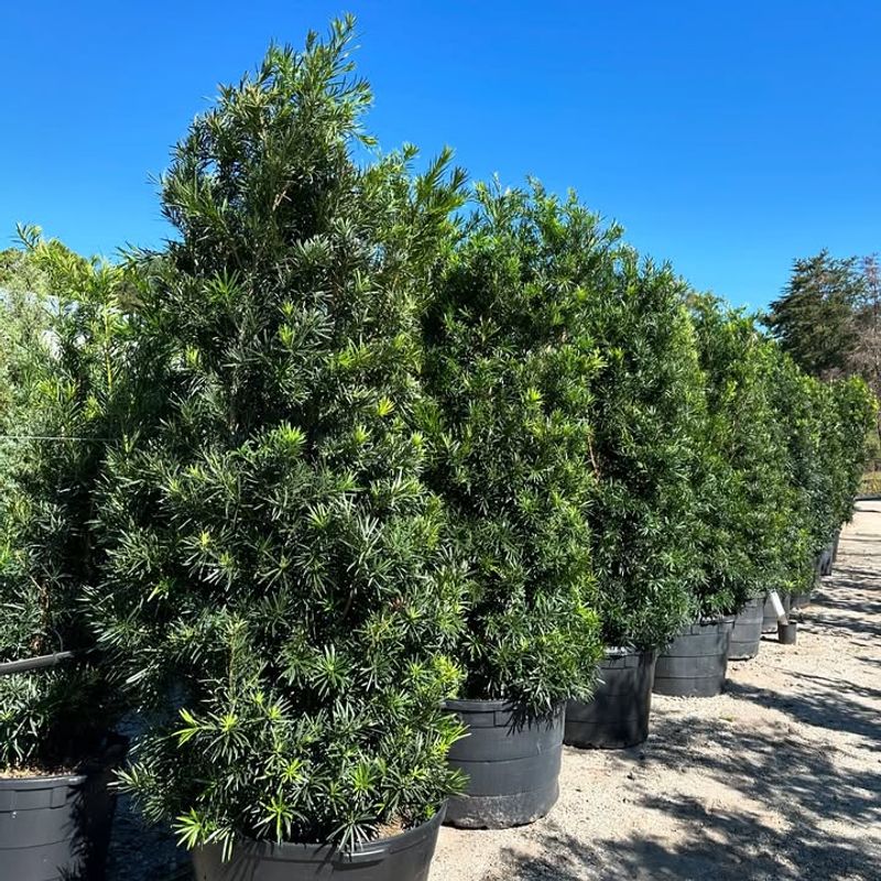 Podocarpus And Its Tall Privacy Screen