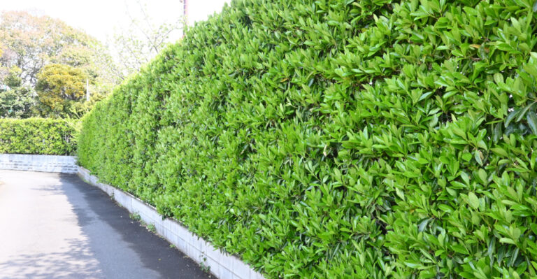 8 Privacy Plants That Thrive In Florida Heat And Humidity