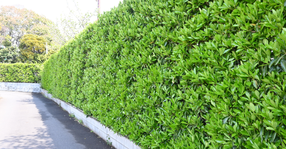 8 Privacy Plants That Thrive In Florida Heat And Humidity