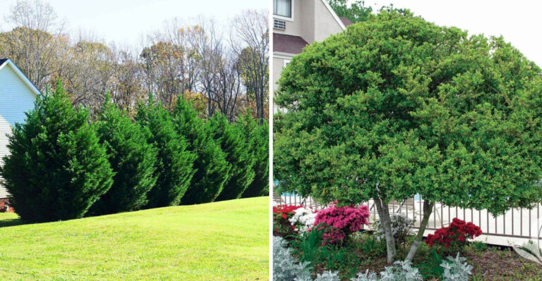 8 Privacy Plants That Thrive In North Carolina Heat And Humidity