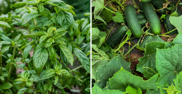 8 Profitable Plants You Can Grow In Arizona This Spring