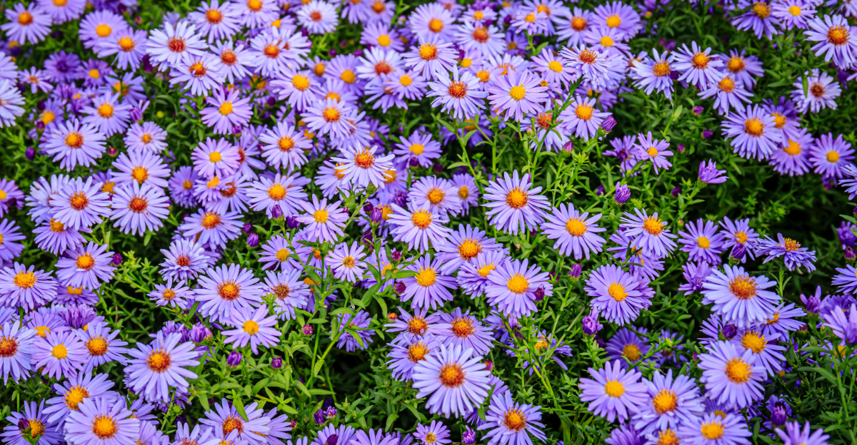 8 Purple Flowers Pennsylvania Gardeners Can’t Get Enough Of
