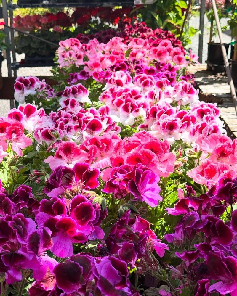 Vibrant, Long-Lasting Blooms