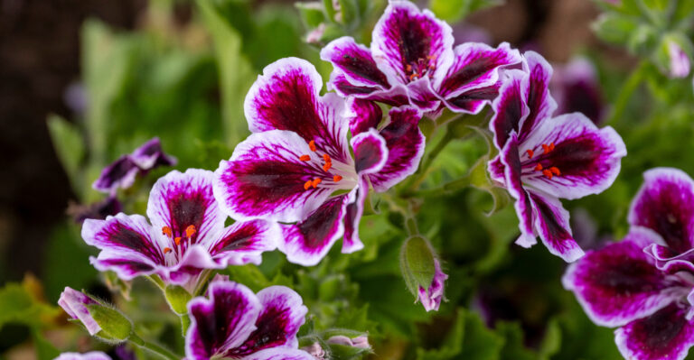 geraniums