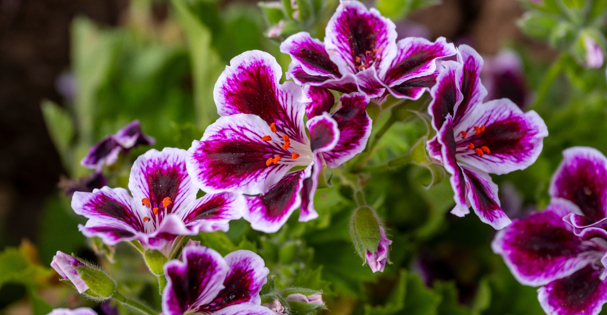 geraniums
