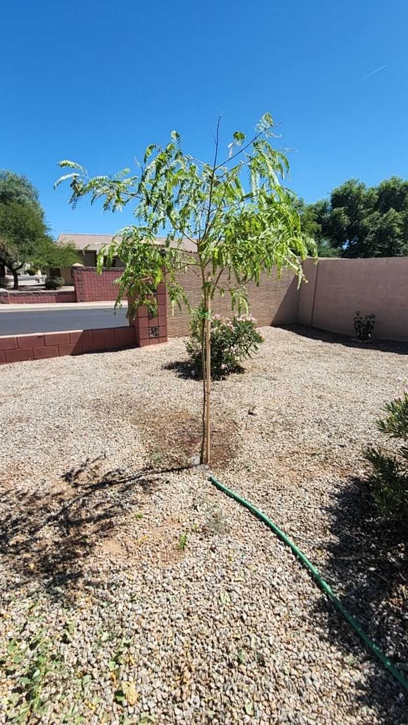 Shallow Watering Leads To Weak Surface Roots