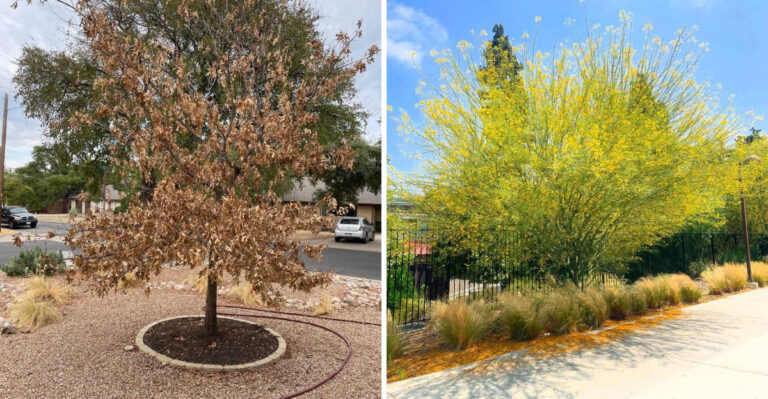 8 Reasons Trees Struggle In Arizona Heat And How To Prevent It