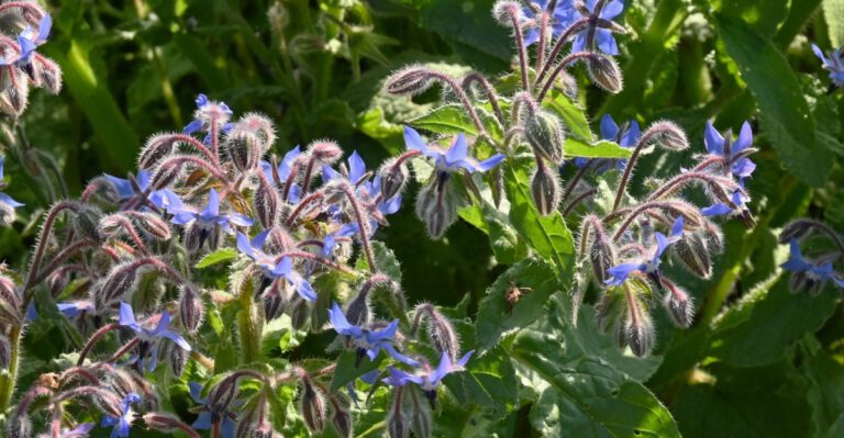 borage plant