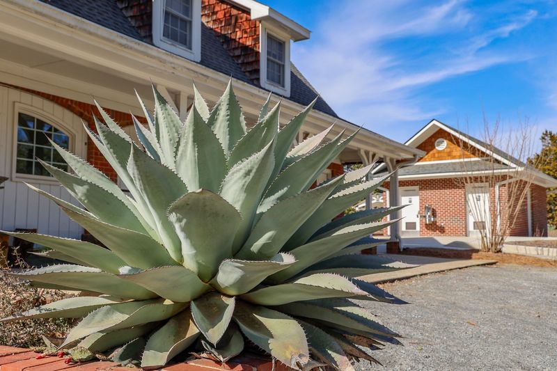 Agave Adds Structure And Strong Form