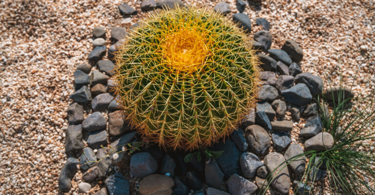 cactus (featured image)