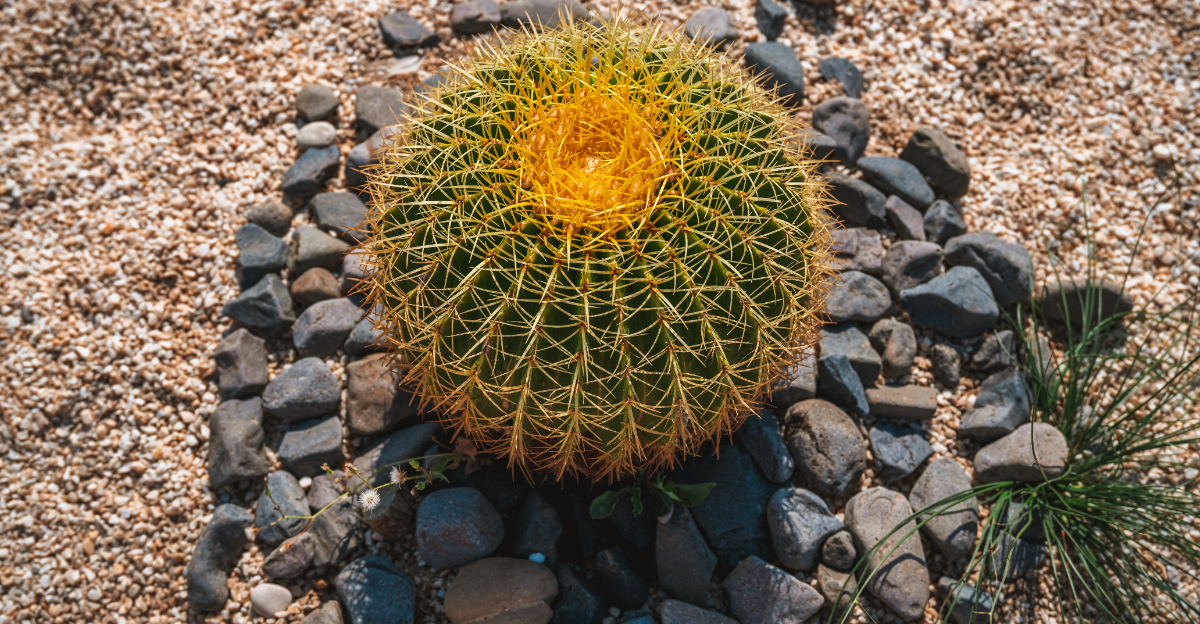 cactus (featured image)