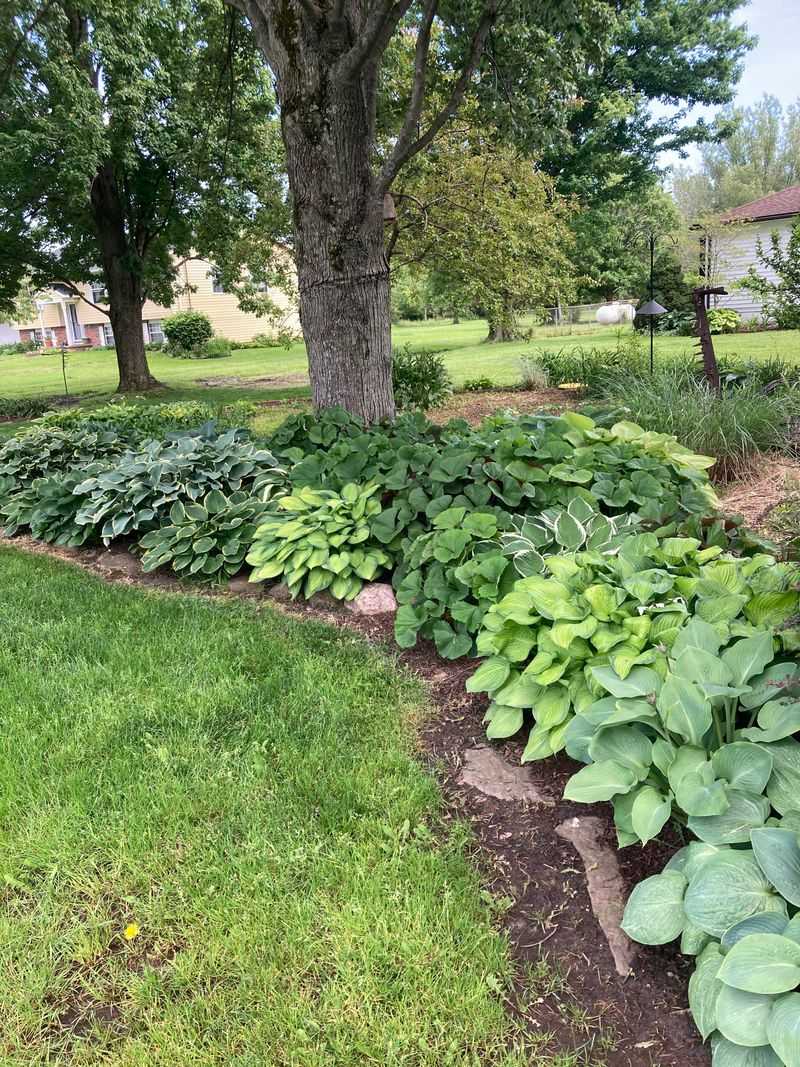 Hostas Bring Lush Green Texture To Shady Corners