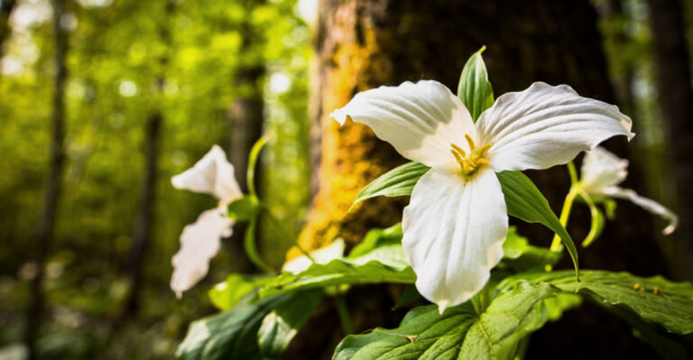 8 Shade-Loving Plants That Grow Well Under Michigan Trees