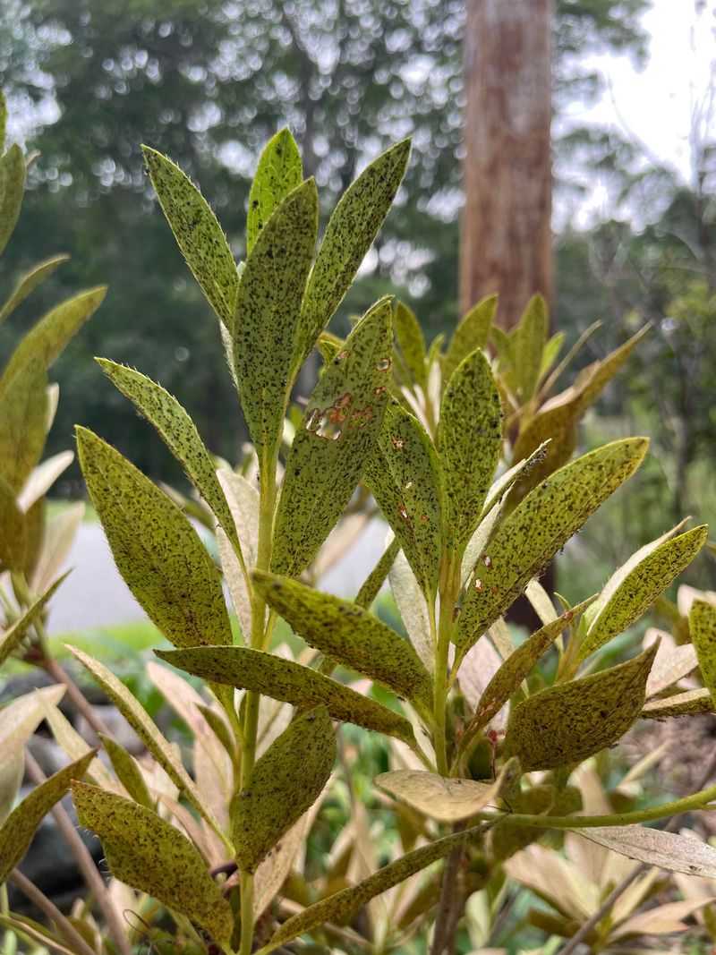 Azalea Shrubs Showing Early Lace Bug Damage On Leaves