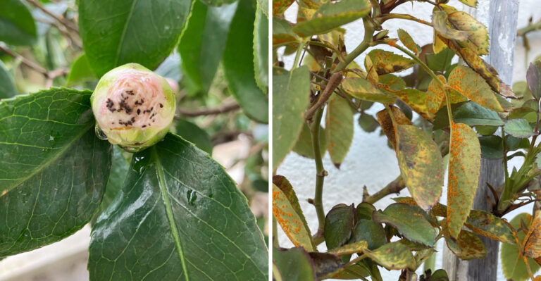 8 Shrubs Georgia Gardeners Should Inspect For Pests This April