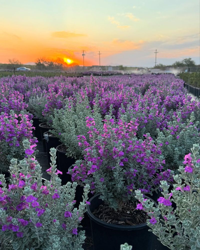 Texas Sage With Silvery Leaves And Rain Triggered Blooms
