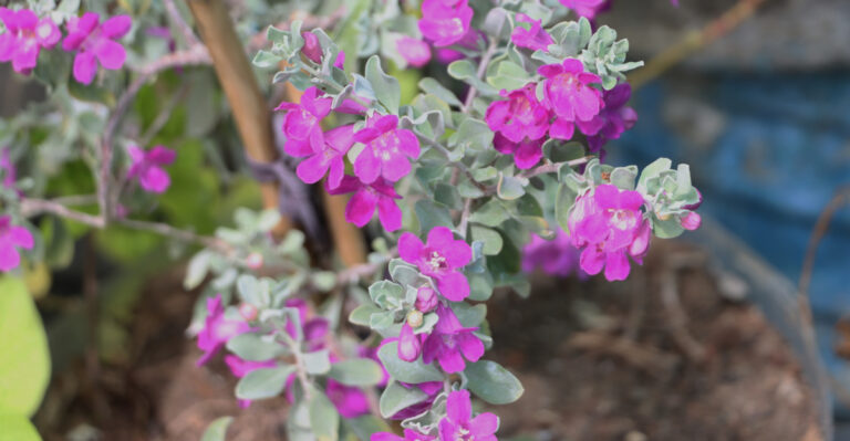 8 Shrubs That Give Arizona Yards Privacy Without Fences