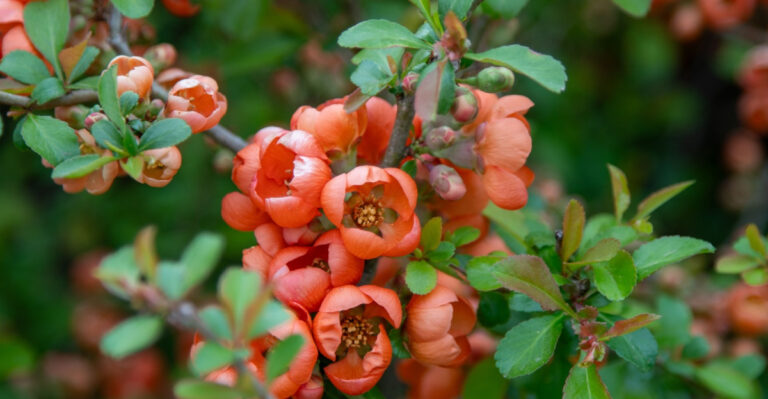 flowering quince