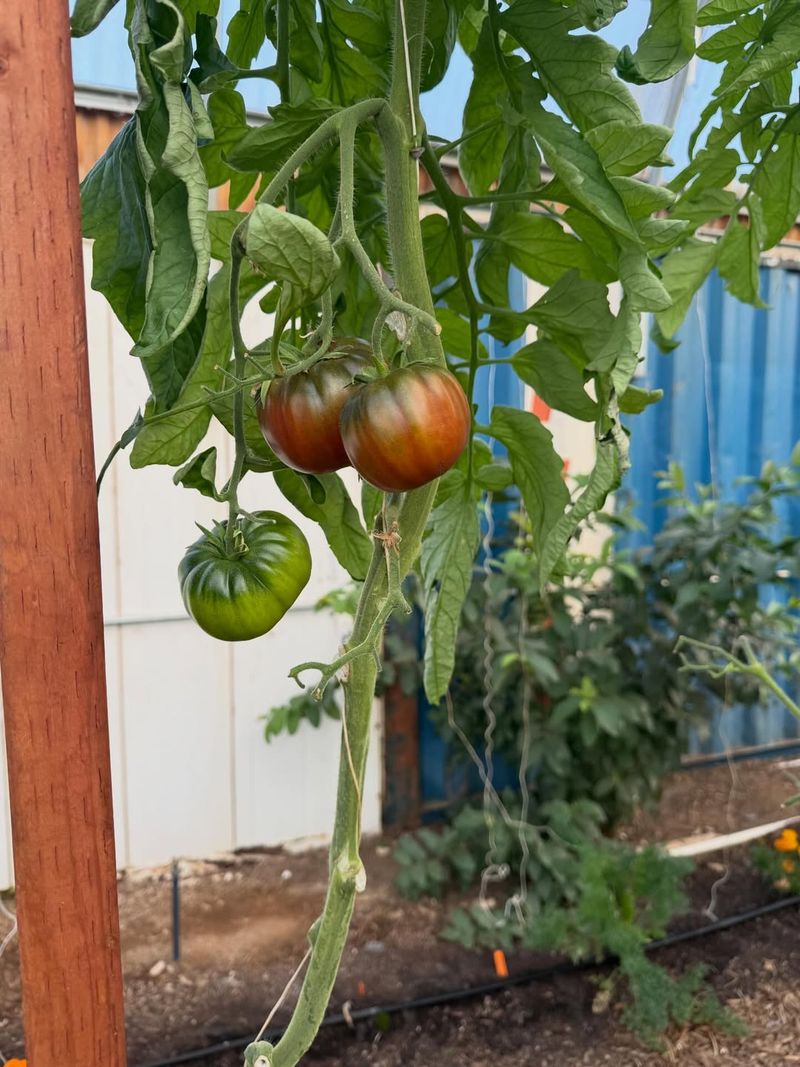 Plant Warm Season Vegetables Early Before Extreme Heat Arrives