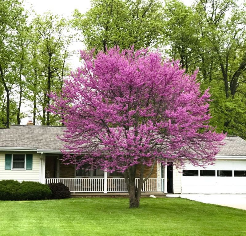 Plant Eastern Redbud For Rosy Spring Blooms
