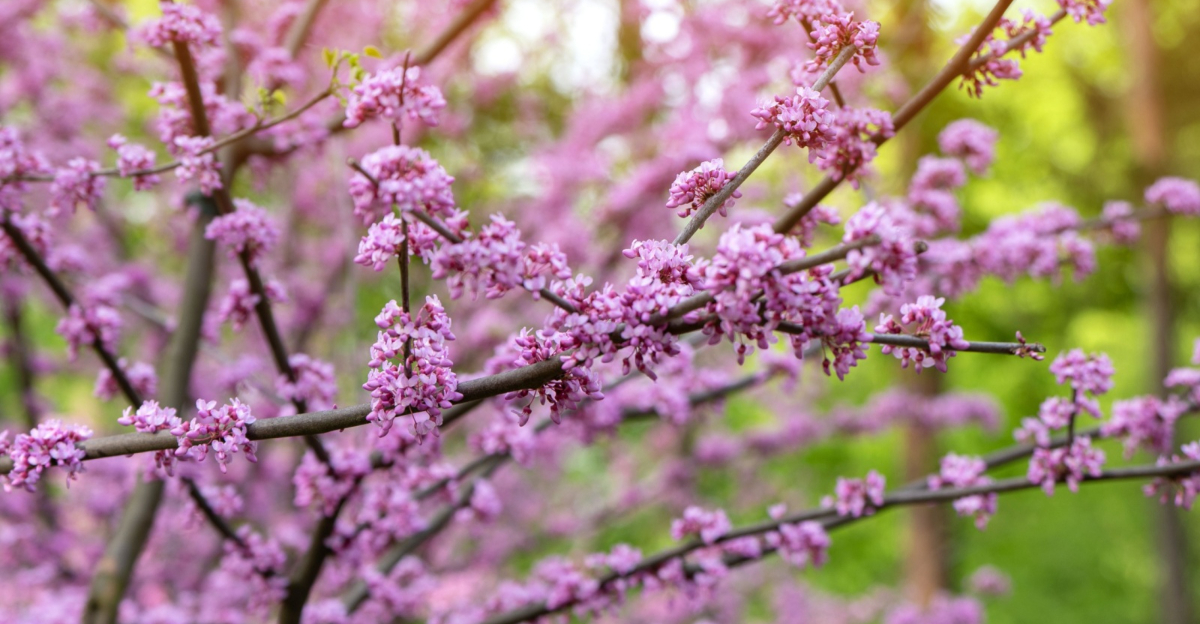 american eastern redbud tree