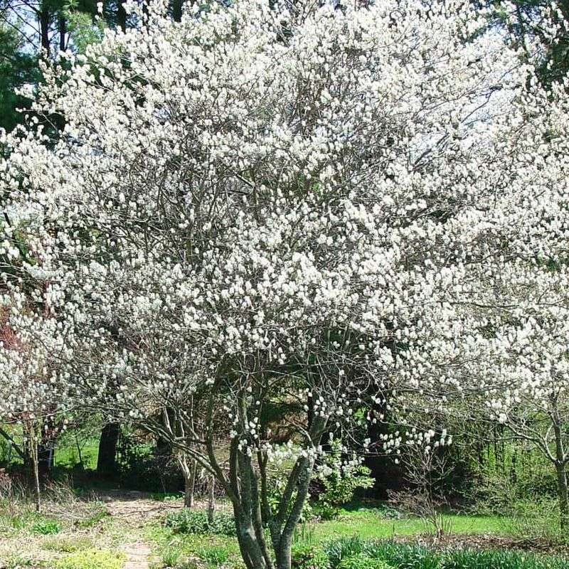 Serviceberry