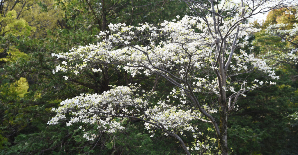 Native Rochester Tree 8 Small Native Trees That Are Perfect For North Carolina Front Yards
