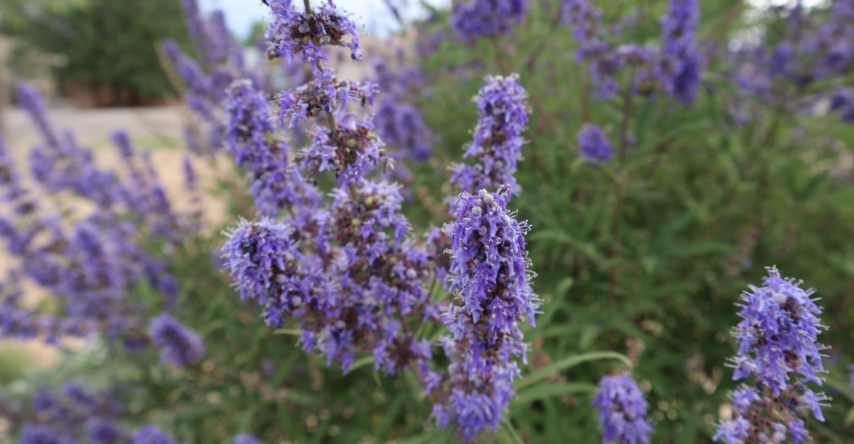 tree (featured image)