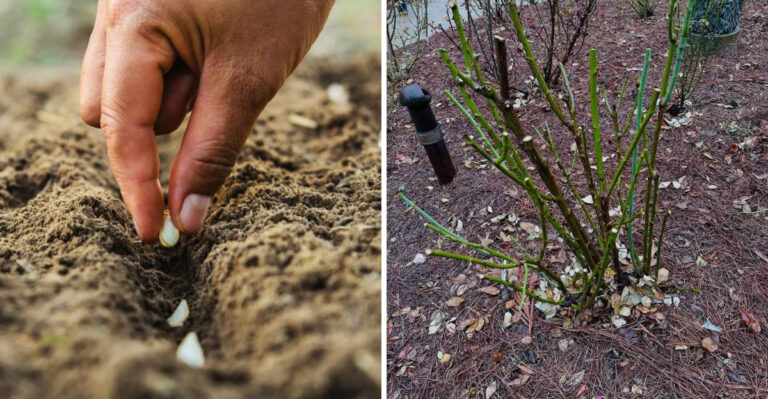 8 Smart March Moves For A Stronger Spring Garden In Georgia