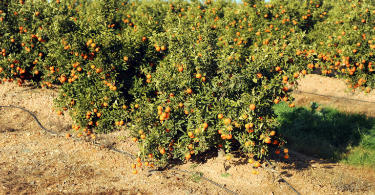 fruit trees (featured image)
