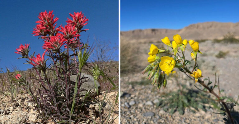 8 Spring Flowers That Bloom In Phoenix, Arizona