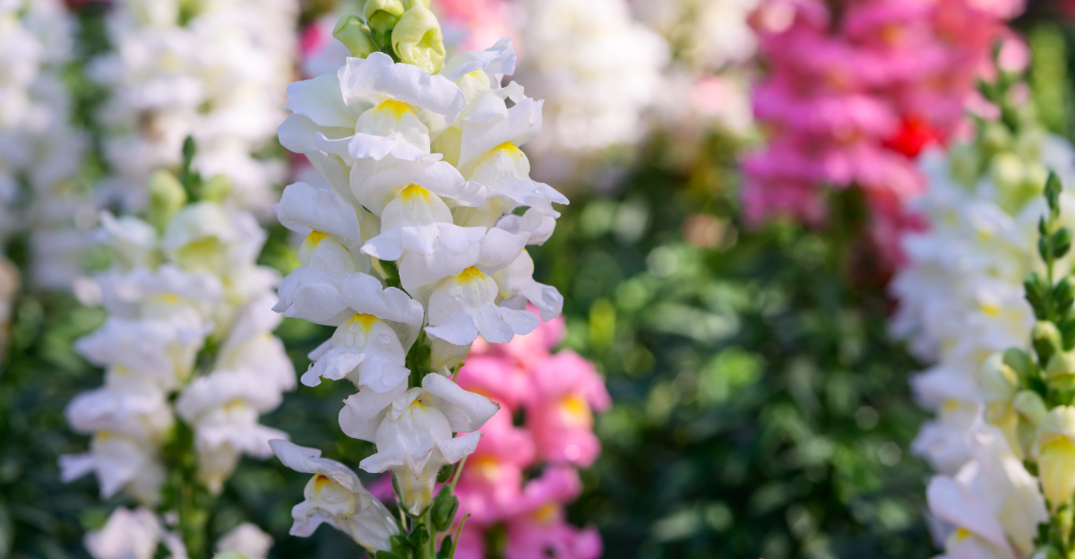 flowers (featured image)