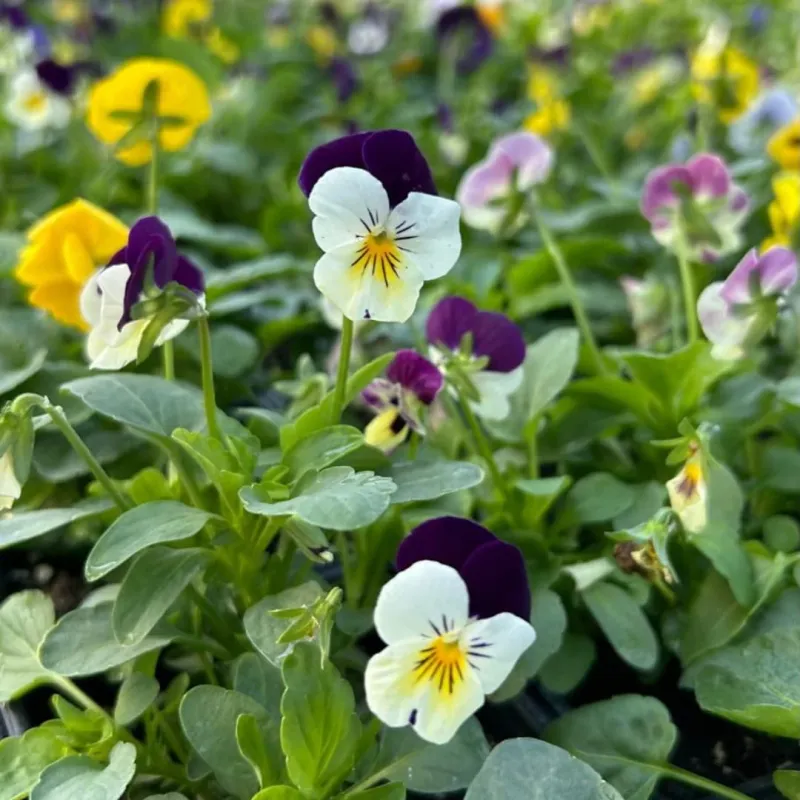 Plant Cool-Season Annuals For Early Color Before Heat Builds