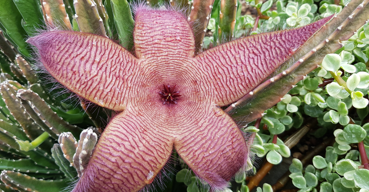 stapelia gigantea (featured image)