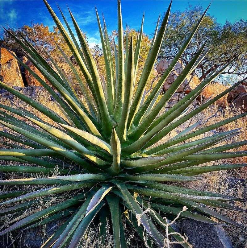 Agave Handles Arizona Heat With Very Little Water