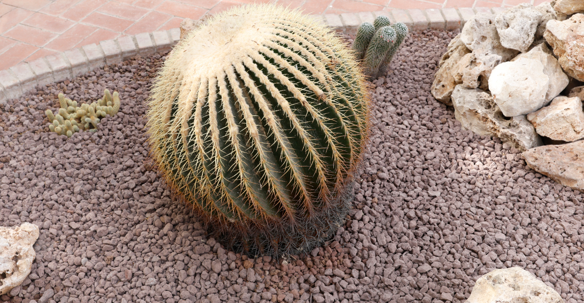 cactus (featured image)